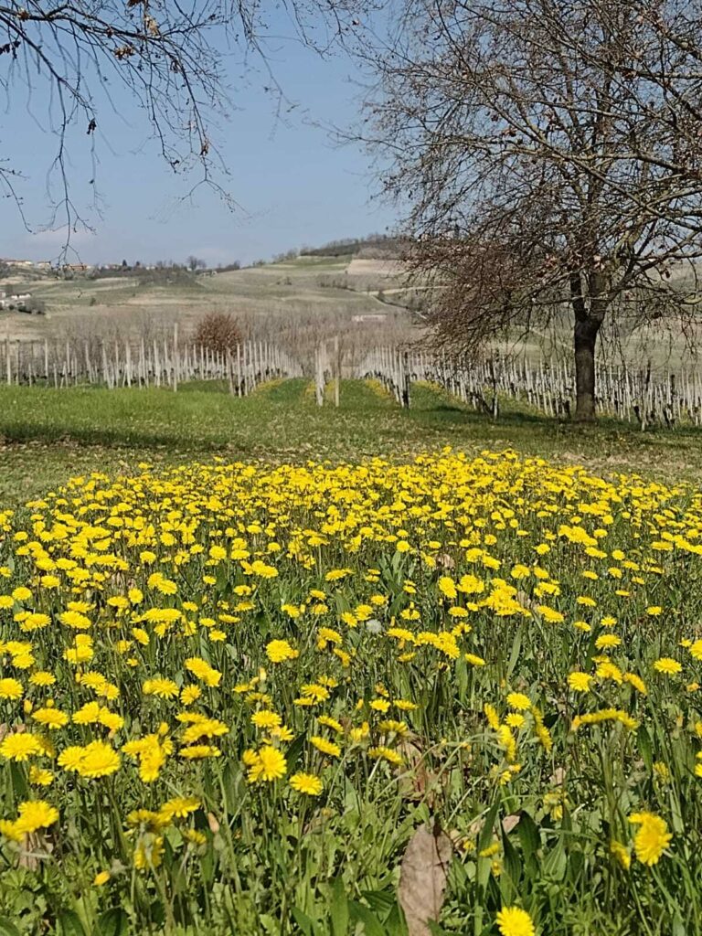 WhatsApp Image 2024-08-07 at 10.34.59 (1) (1)