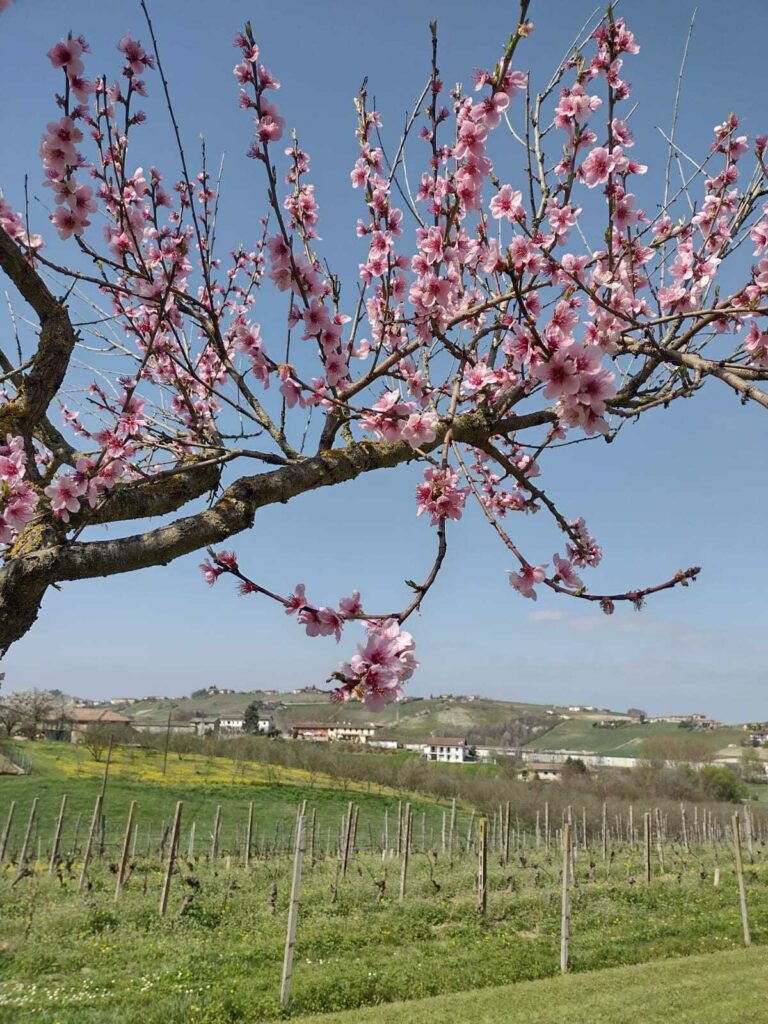 WhatsApp Image 2024-08-07 at 10.34.59 (2) (1)